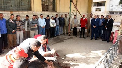 محامي عن ذبح محافظ الشرقية «عجل»: مخالفة للقانون وتثير التساؤلات