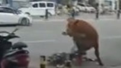 لحظة هجوم ثور هائج على امرأة (فيديو)