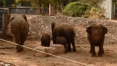 بالفيديو والصور.. فزع 