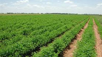 إهدار 185 مليون جنيه بدل انتفاع عن 32 ألف فدان بوادي النطرون.. المسئولون رفضوا التحفظ على 8 آلاف فدان من أراضي الدولة بها آثار ومناجم.. ومسئول كبير يقنن لنفسه قطعة أرض بأسعار زهيدة (مستندات)