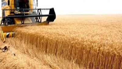 العراق يتوقع 500 ألف طن قمح من نينوي في 2018