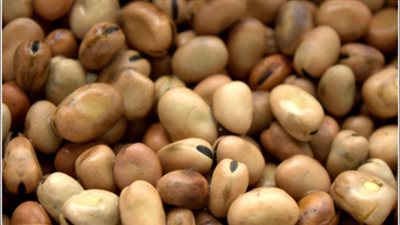 الفول السائب يسجل 11 جنيهًا بجنوب سيناء