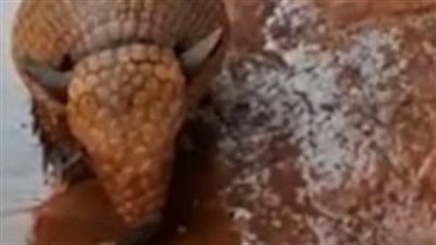 سائق ينقذ حيوان من الموت عطشا (فيديو وصور)