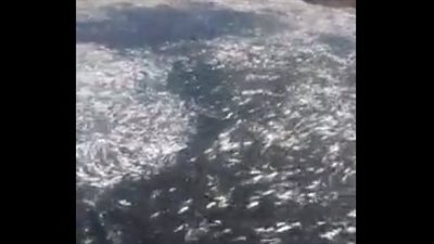 أغرب وأسهل طريقة لصيد الأسماك (فيديو)