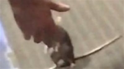 فأر يصبح صديقا لرجل في ثوان (فيديو وصور)