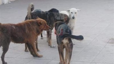 قهوة وقمامة وحيوانات ضالة.. الإهمال يكسو السكة الحديد بالقليوبية (وفيديو وصور)