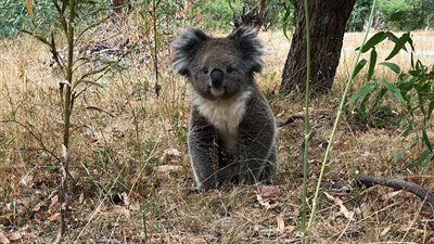 دب «كوالا» يصبح حديث الإنترنت بسبب صورته