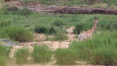 تمساح ينهى حياة زرافة ويسلمها للأسود (فيديو وصور)