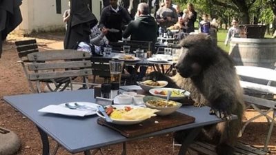 قرد بابون يستولى على وجبة سياح بمطعم (فيديو وصور)