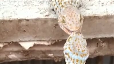 برص ينقذ صديقه بطريقة غريبة (فيديو وصور)