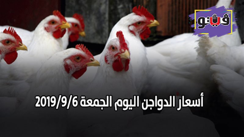  أسعار الدواجن اليوم
