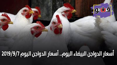 أسعار الدواجن البيضاء اليوم.. أسعار الدواجن اليوم 2019/9/7