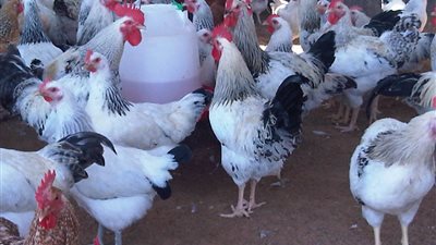 أرجل الدجاج الفرنسي تحتوي على بكتيريا مقاومة للعقاقير