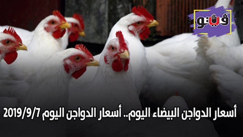 أسعار الدواجن البيضاء