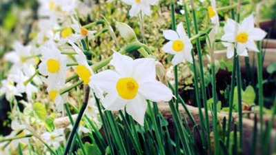 مركب طبيعي في نبات النرجس البري يساعد في مكافحة السرطان