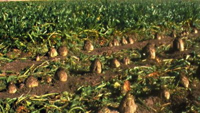 وزير التموين يكلف بالتوسع في زراعة تقاوى بنجر السكر أحادية الجنين