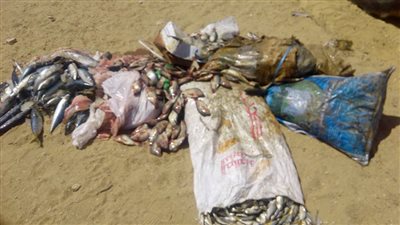 إعدام أسماك ولحوم فاسدة بالعاشر من رمضان والزقازيق (صور)