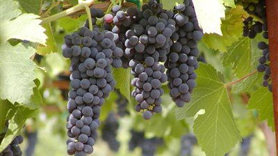 العنب الأحمر يقى من فقدان حاسة السمع