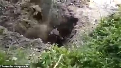 لحظة قتل ظبي بدفنه حيا في الهند (فيديو)