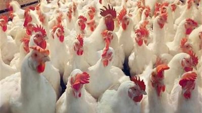 بعد موسم كارثي للمربين.. الحكومة تلجأ لمنع استيراد الدواجن وعجول التسمين