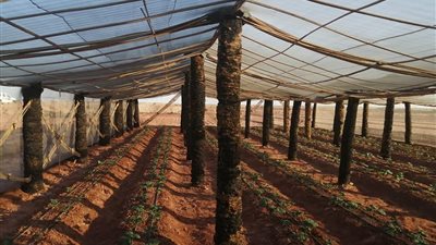 الوادي الجديد تنفذ أول تجربة للصوب الزراعية من مخلفات النخيل (صور)