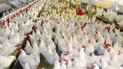 شعبة الدواجن تكشف تأثير قرار حظر الاستيراد على الأسعار (فيديو)