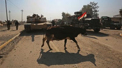 الأبقار.. وسيلة جديدة تستخدمها داعش لتنفيذ هجماتها الإرهابية