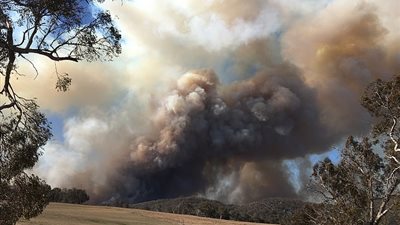 صور محزنة لكوالا تحمي صغيرها من حرائق الغابات