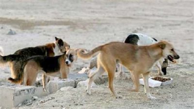 حملة للقضاء على الكلاب الضالة بالعريش