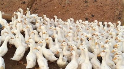 الحجر البيطري تكشف مفاجأة عن إعدام شحنة البط الفرنسي