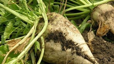 9 تسهيلات للمزارعين من شركات بنجر السكر لزيادة الإنتاج