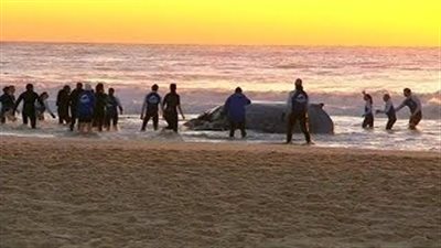 بالفيديو.. لحظة إنقاذ حوت بـ«شاطئ أسترالي»