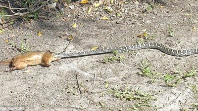 ثعبان يقضي على فريسته بحديقة دار رعاية مسنين (صور)