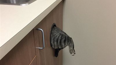 أغرب طرق الحيوانات الأليفة في التخفي (صور)