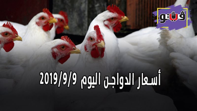 أسعار الدواجن