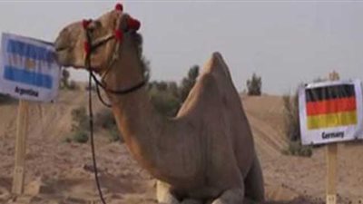 لعنة «الجمل شاهين» تصيب منتخب الأرجنتين في نهائي المونديال