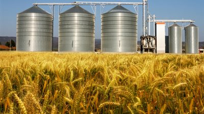 «التموين» تضع ضوابط توريد القمح المحلي في الصوامع الخاصة