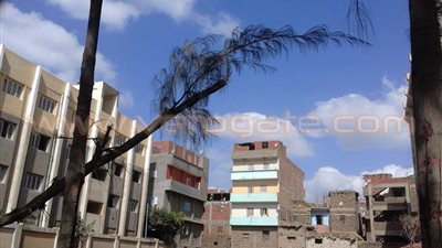 بالصور.. الأشجار تهدد حياة طلاب مدرسة كوم الدربي بالدقهلية