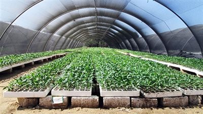 6 تغطيات ومزايا للتأمين على المحاصيل والصوب الزراعية..تعرف عليها