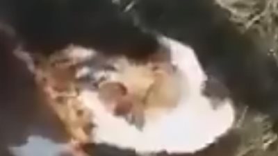 ولادة عجل برأس إنسان في الأرجنتين (فيديو وصور)