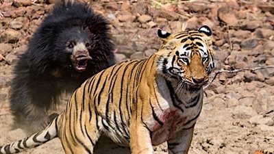 دب كسلان يهزم نمرا في معركة دموية (فيديو وصور)