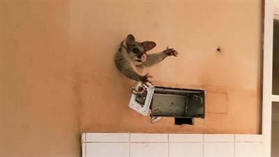 «بوسوم» يثير رعب امرأة داخل مطبخها (صور)