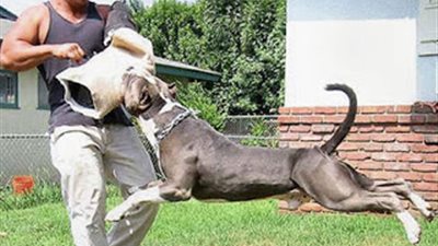 الكلاب تكتشف رائحة العفن الجاف في الأماكن الأثرية