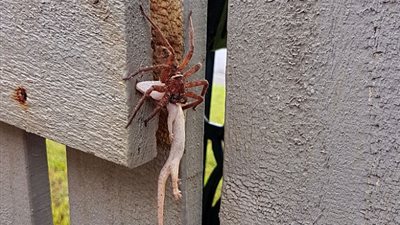 عنكبوت يشنق برصا ضخما قبل التهامه (صور)