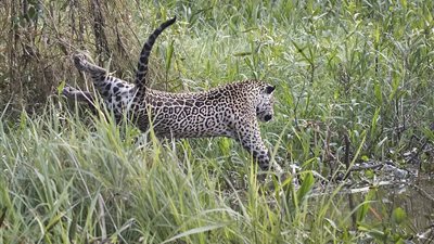 نمر يصطاد تمساحا بقفزة غير متوقعة (فيديو وصور)