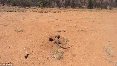 سحلية تبتلع أرنبا بعد اقتحام جحره (صور)