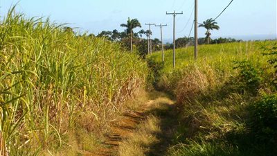 أزمة الأسمدة بقنا تنذر بأزمة بين مزارعي القصب وشركات السكر