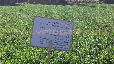 بالصور.. تدريب طلبة زراعة عين شمس بحقول القمح في القليوبية