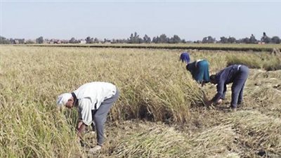 حصاد 21 ألف‏ فدان «أرز» من إجمالي المساحة المنزرعة في الشرقية