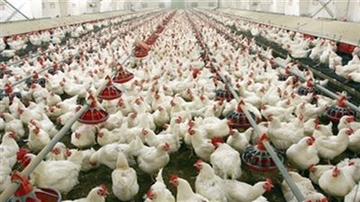 تجارية القاهرة: توقعات بتراجع أسعار الدواجن مع ارتفاع درجات الحرارة